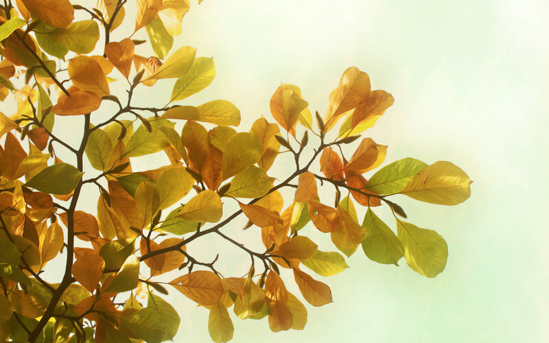 Autumn Leaves on Branch — Yellow, Serene, Photograph, Sky