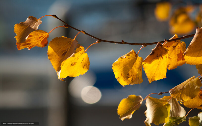 Autumn Leaves on Branch — Yellow, Serene, Photograph, Sunlight, Bokeh
