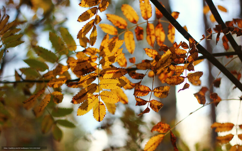 Autumn Leaves on Branch — Yellow, Serene, Photograph, Sunlight, Forest