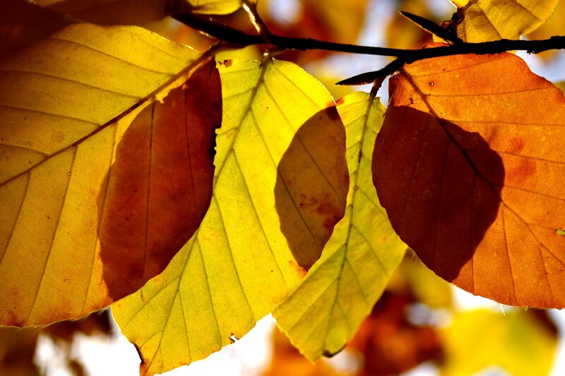 Autumn Leaves on Branch — Yellow, Serene, Photograph, Sunlight, Shadows, Orange
