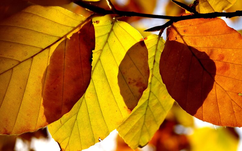 Autumn Leaves on Branch — Yellow, Serene, Photograph, Sunlight, Shadows