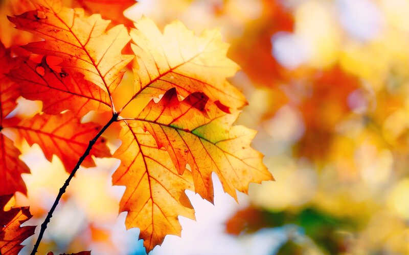 Autumn Leaves on Branch — Yellow, Serene, Photograph, Sunlight, Sky