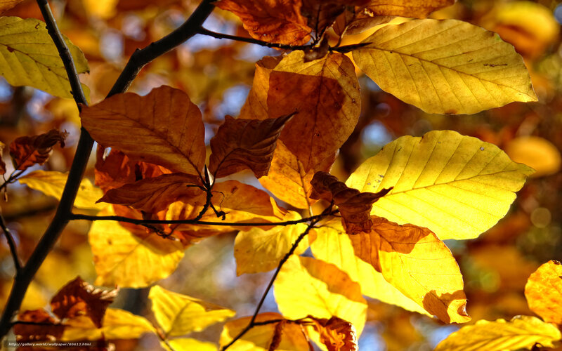 Autumn Leaves on Branch — Yellow, Serene, Photograph, Sunlight