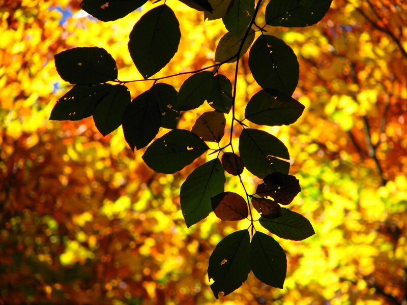 Autumn Leaves on Branch — Yellow, Serene