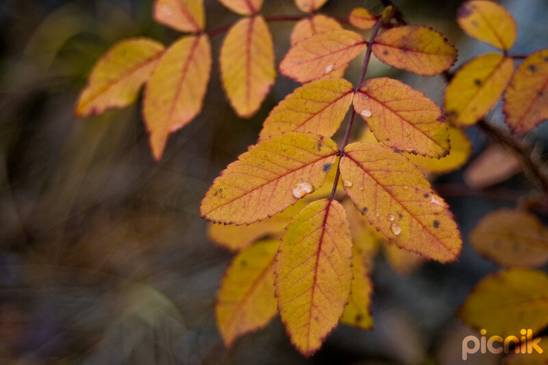 Autumn Leaves on Branch — Yellow