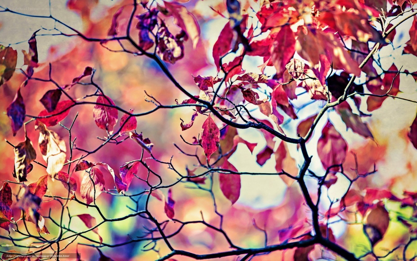 Autumn leaves on branches