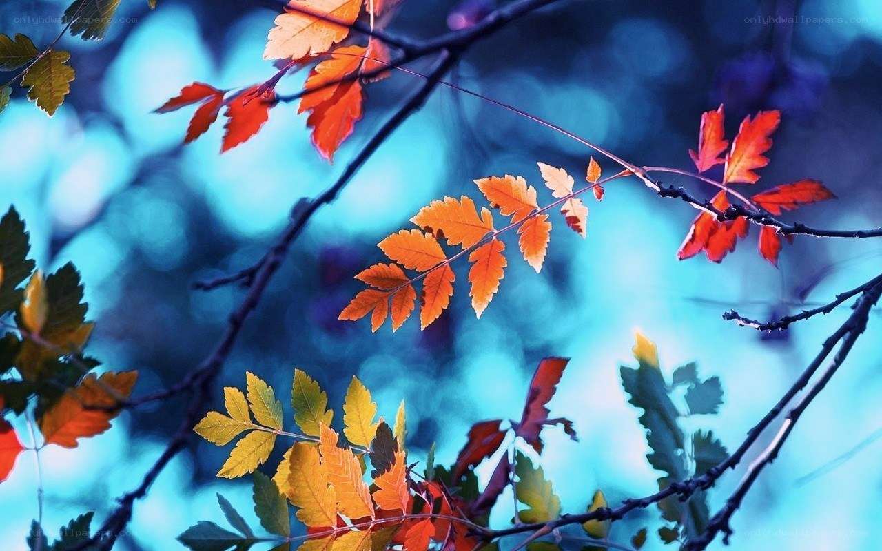 autumn leaves on branches