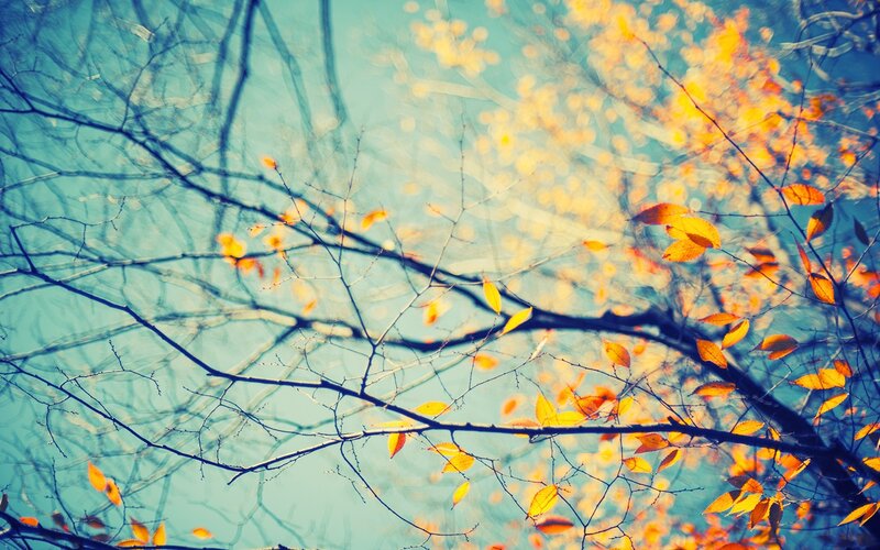 Autumn Leaves on Branches — Blue, Serene, Photograph