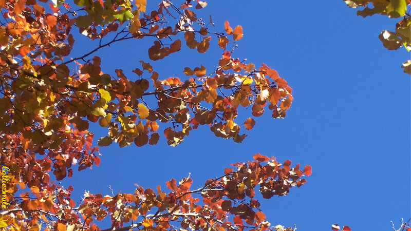 Autumn Leaves on Branches — Blue, Serene
