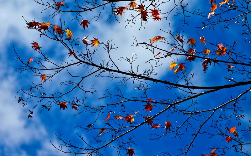 Autumn Leaves on Branches — Blue