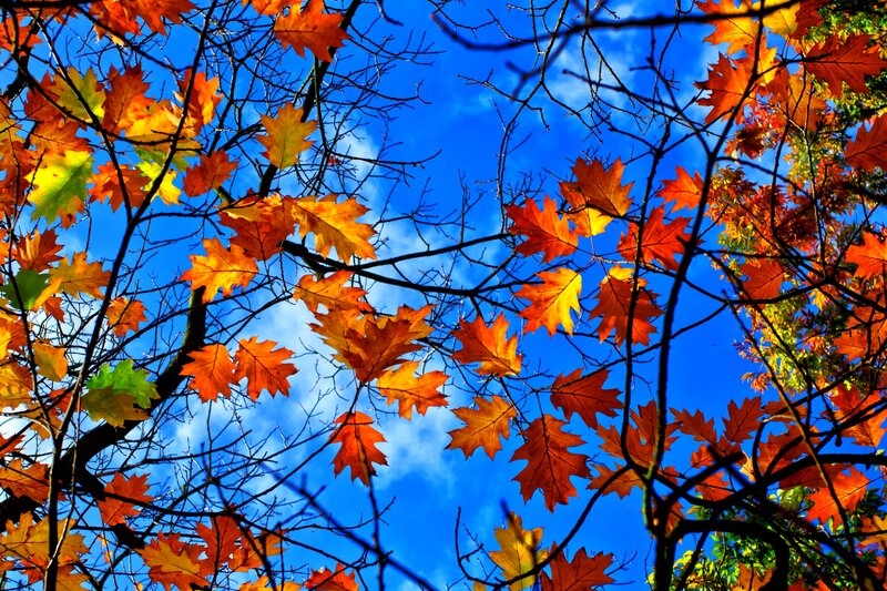 Autumn Leaves on Branches — Blue, Vibrant