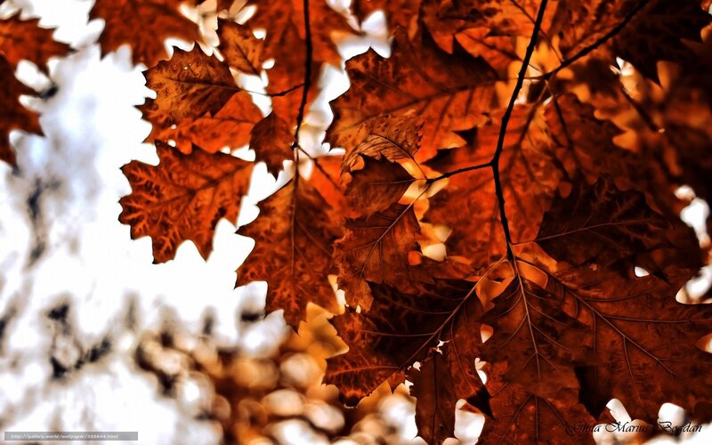 Autumn Leaves on Branches — Brown, Dramatic