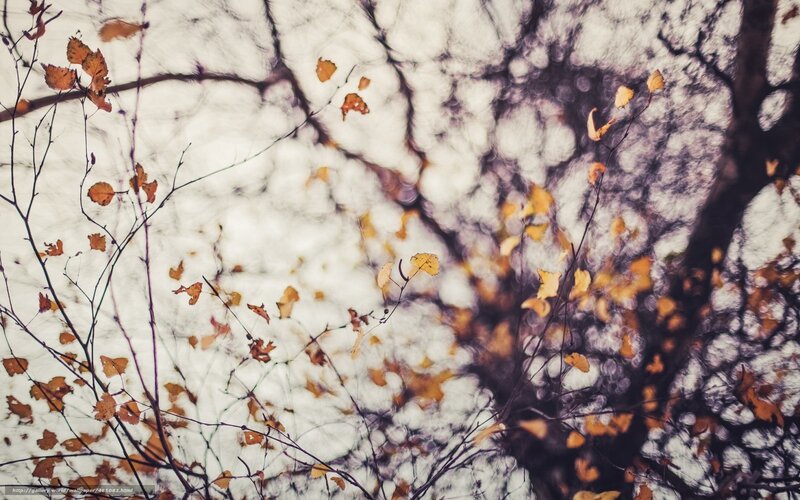 Autumn Leaves on Branches — Brown, Serene, Photograph