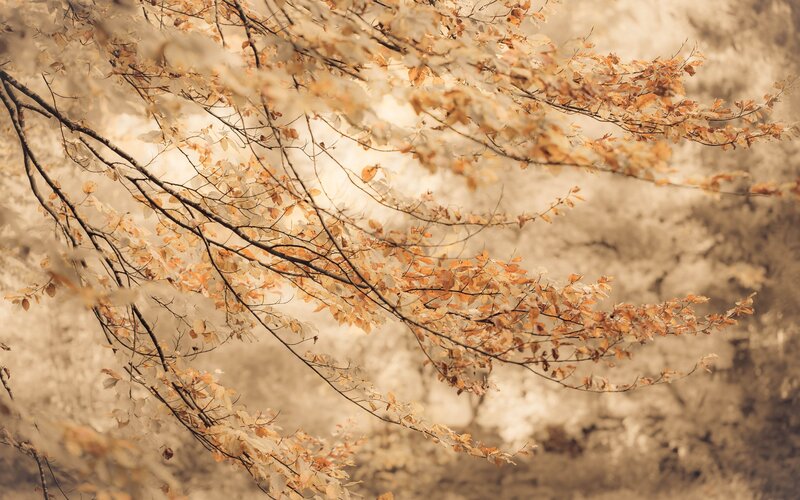Autumn Leaves on Branches — Brown, Serene