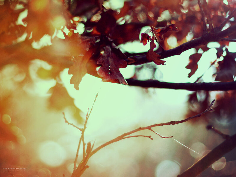 Autumn Leaves on Branches — Brown