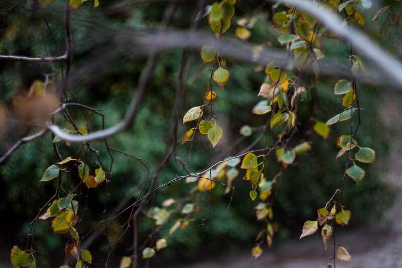 Autumn Leaves on Branches — Green, Calm