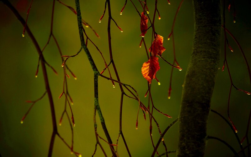Autumn Leaves on Branches — Green, Dramatic