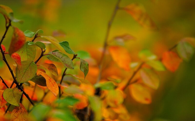 Autumn Leaves on Branches — Green, Serene