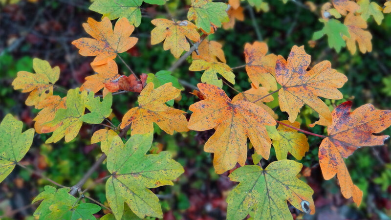 Autumn Leaves on Branches — Orange, Calm