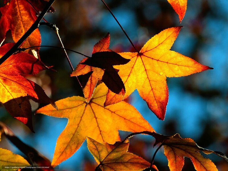 Autumn Leaves on Branches — Orange, Dramatic, Photograph, Sunlight