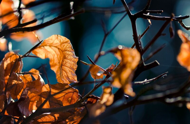 Autumn Leaves on Branches — Orange, Dramatic, Photograph