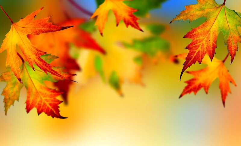 Autumn Leaves on Branches — Orange, Serene, Photograph, Background