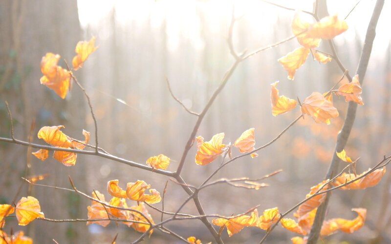 Autumn Leaves on Branches — Orange, Serene, Photograph
