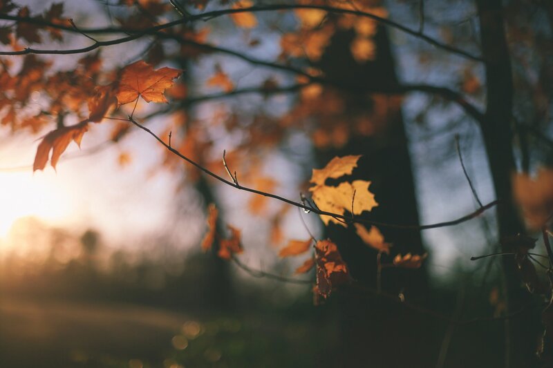 Autumn Leaves on Branches — Orange, Serene, Sunset, Photograph, Sunlight, Trees