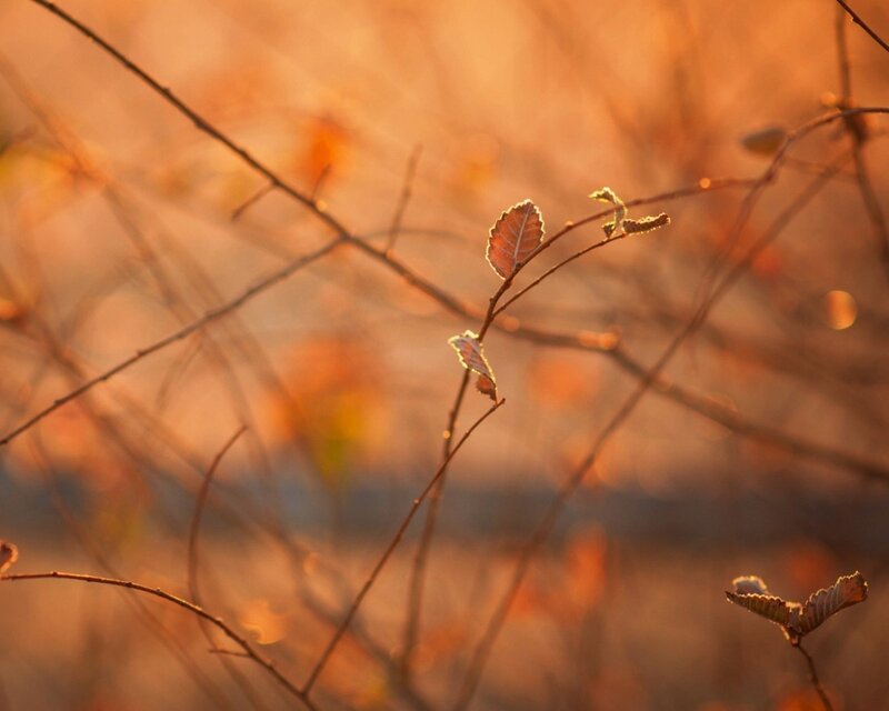 Autumn Leaves on Branches — Orange, Serene, Sunset