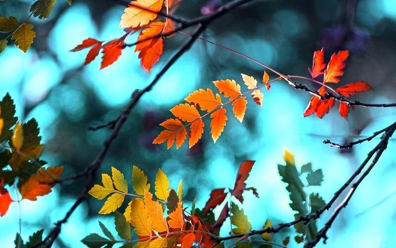 Autumn Leaves on Branches — Orange, Serene