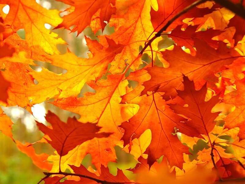 Autumn Leaves on Branches — Orange