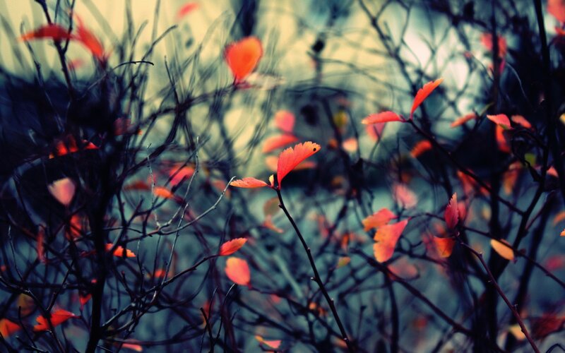 Autumn Leaves on Branches — Red, Moody