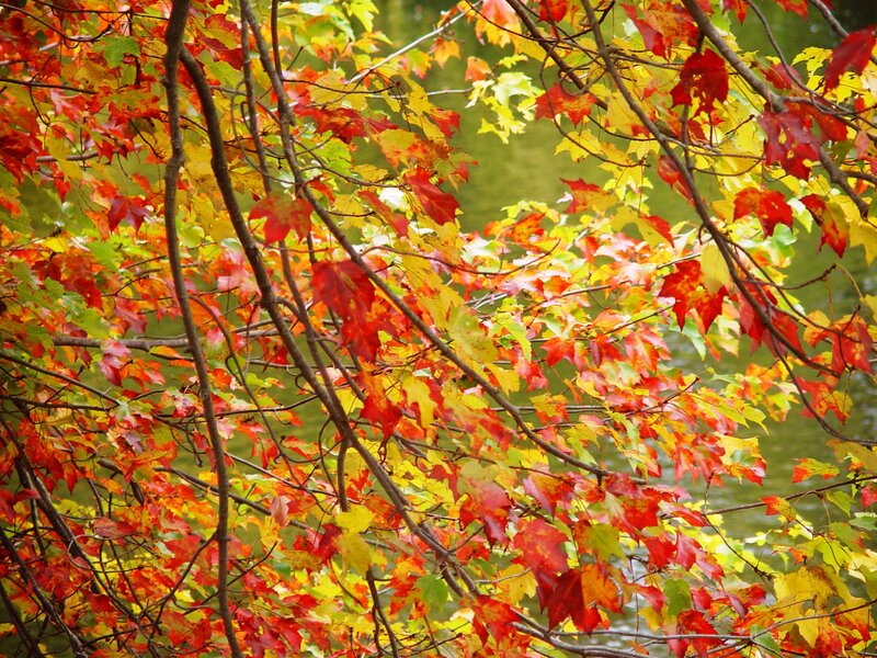 Autumn Leaves on Branches — Red, Serene, Photograph, River
