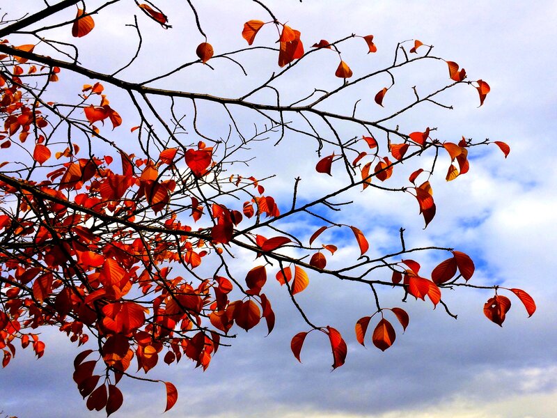 Autumn Leaves on Branches — Red, Serene, Photograph, Sky