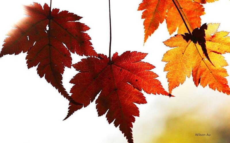 Autumn Leaves on Branches — Red, Serene, Photograph, Sunlight