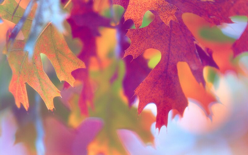 Autumn Leaves on Branches — Red, Serene, Photograph