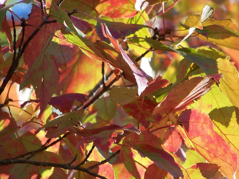 Autumn Leaves on Branches — Red, Serene