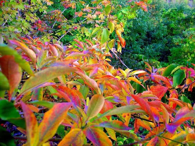 Autumn Leaves on Branches — Red