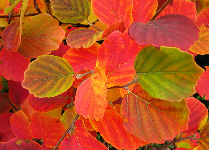 Autumn Leaves on Branches — Red, Vibrant, Photograph