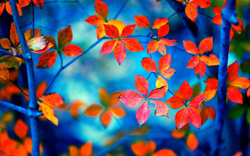 Autumn Leaves on Branches — Red, Vibrant