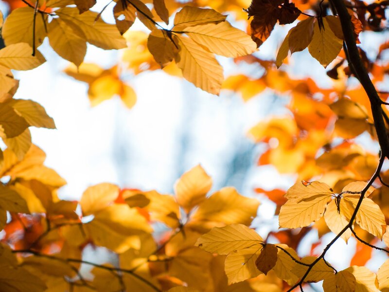 Autumn Leaves on Branches — Serene