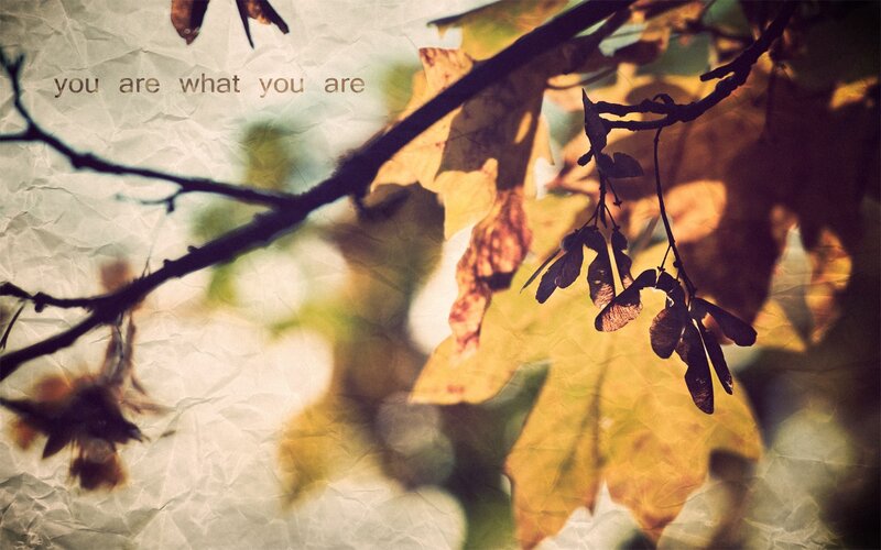 Autumn Leaves on Branches — Yellow, Calm, Photograph