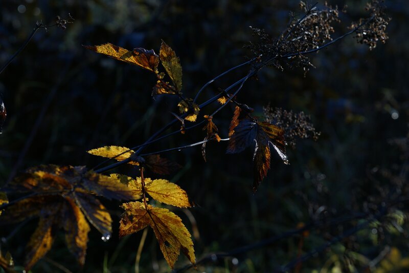 Autumn Leaves on Branches — Yellow, Dramatic, Photograph, Light