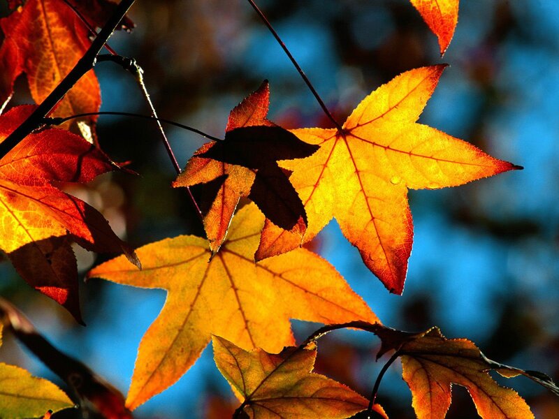 Autumn Leaves on Branches — Yellow, Dramatic, Photograph, Sky, Orange, Blue