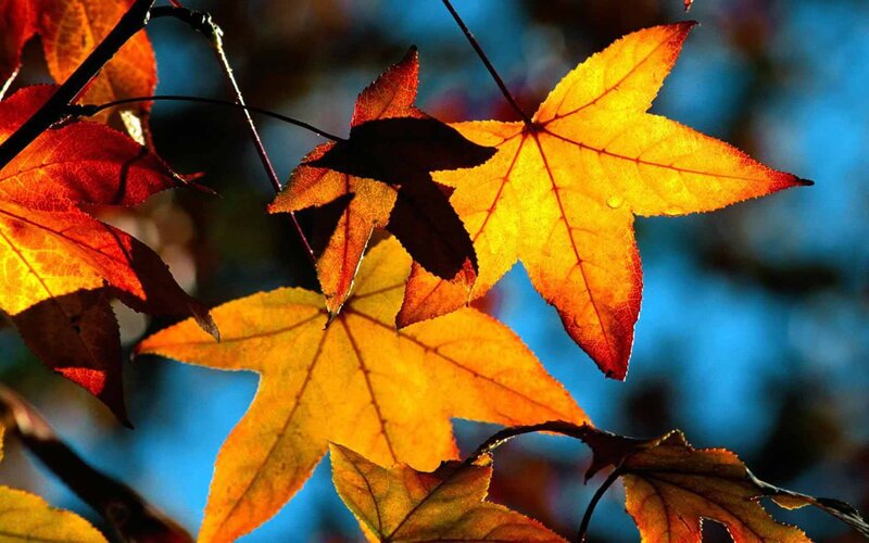 Autumn Leaves on Branches — Yellow, Dramatic, Photograph, Sky