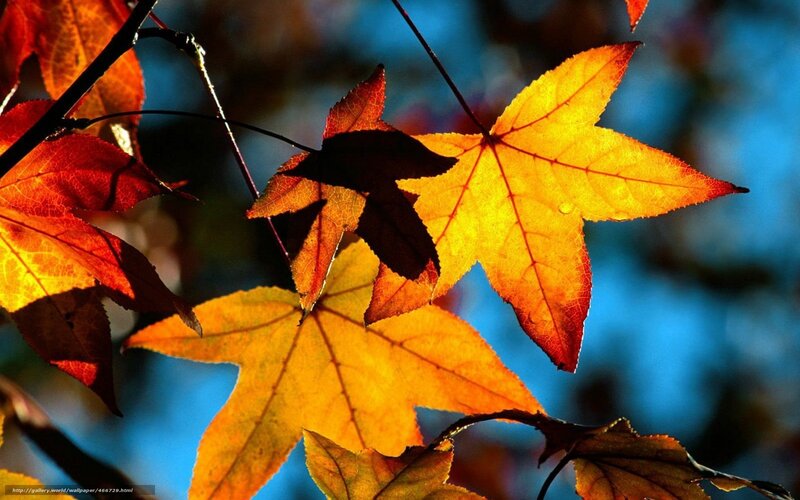Autumn Leaves on Branches — Yellow, Dramatic, Photograph
