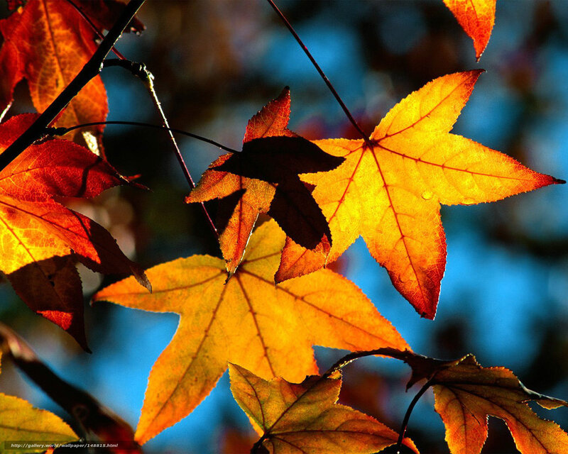 Autumn Leaves on Branches — Yellow, Dramatic