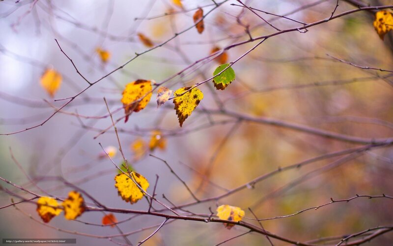 Autumn Leaves on Branches — Yellow, Serene, Photograph, Background Blur