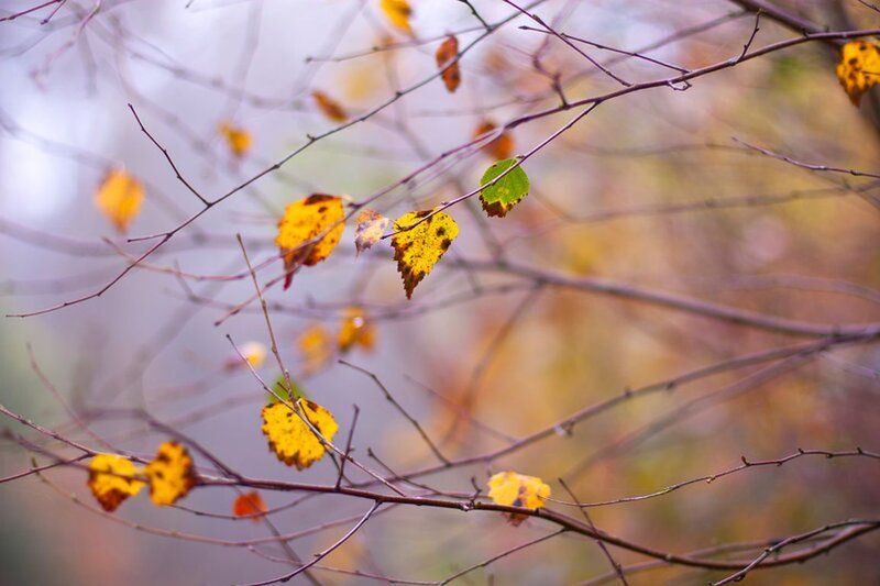Autumn Leaves on Branches — Yellow, Serene, Photograph, Fog