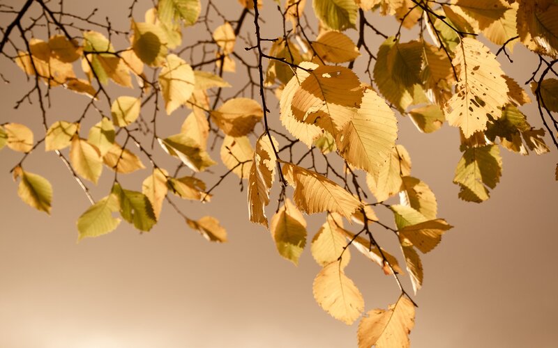 Autumn Leaves on Branches — Yellow, Serene, Photograph, Sky, Brown, Beige